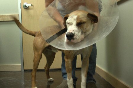buck-eye-surgery the dog who wouldn't die