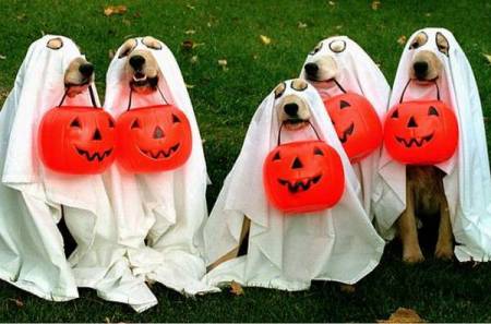 4-halloween-dogs